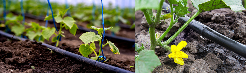 What is best paired with Leonardite Potassium fulvate /potassium fulvic acid /Potassium humate?