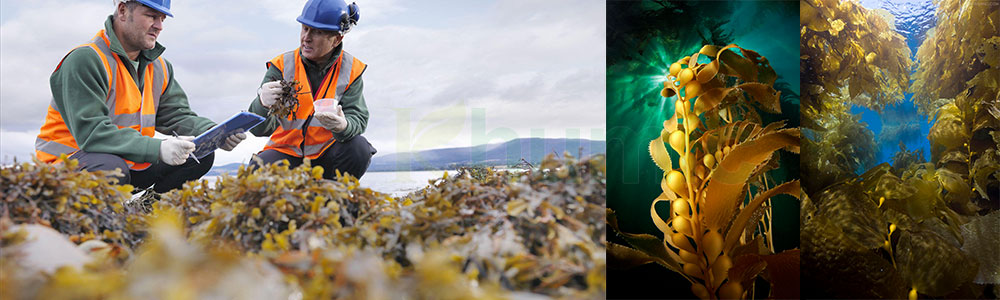 The Characteristics and Benefits of Seaweed Fertilizer for Plant Growth