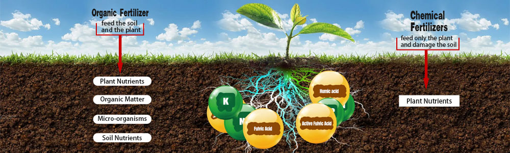 Active fulvic acid: a natural plant stimulant and soil conditioner