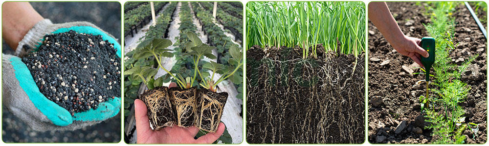 The promoting effect of humic acid on plant rooting