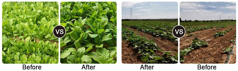potassium-humate-fertilizer-4.jpg