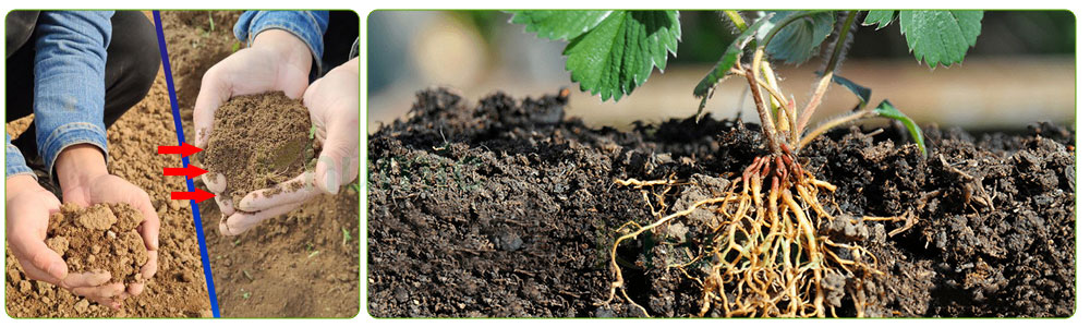 potassium-humate-fertilizer-5.jpg