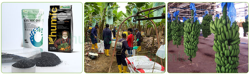 How does potassium humate significantly improve the growth quality of bananas?