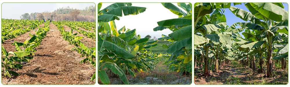 potassium-humate-fertilizer-2.jpg