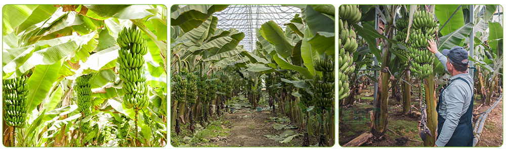 potassium-humate-fertilizer-3.jpg