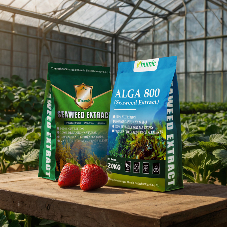 Application of seaweed extract fertilizer on strawberries